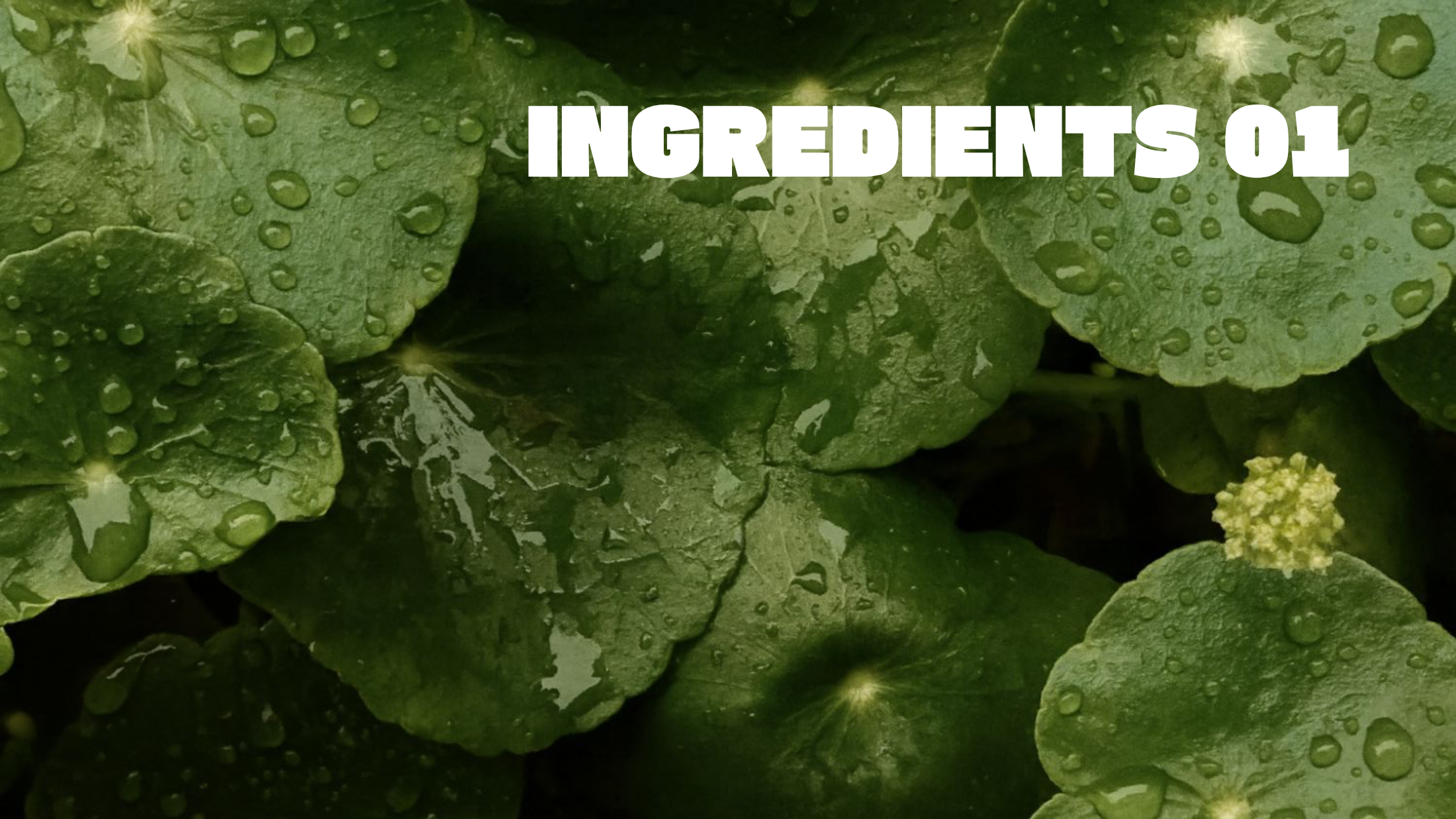 INGREDIENTS: Centella